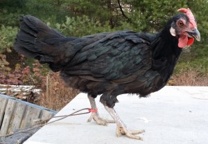 BMD_Hen_NonCrested