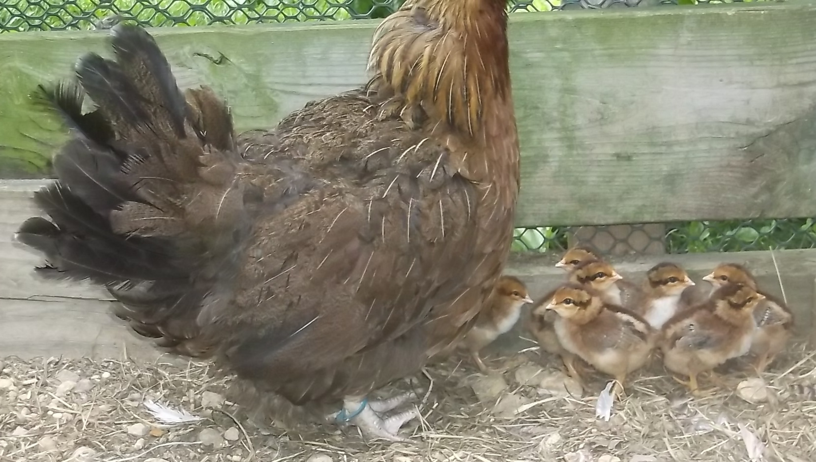 RD_hen_with_chicks