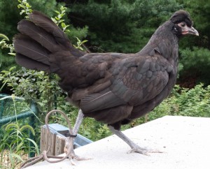BMD_Pullet_Crested